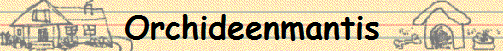 Orchideenmantis