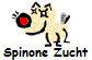 Spinone Zucht