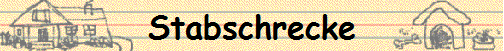 Stabschrecke